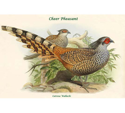 Catreus Wallachi Cheer Pheasant by John Gould - Print