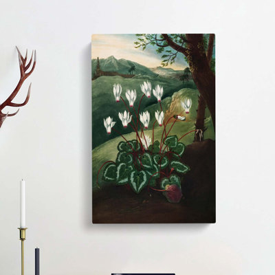 The Persian Cyclamen by R.J. Thornton - Wrapped Canvas