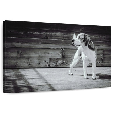 Brampt Monochrome Beagle