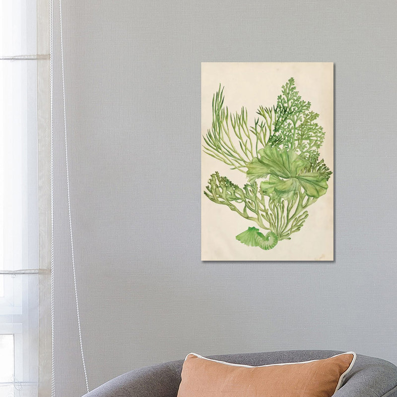 Vintage Coral Collection II by Melissa Wang - Wrapped Canvas Painting, 66.04 cm H x 45.72 cm W