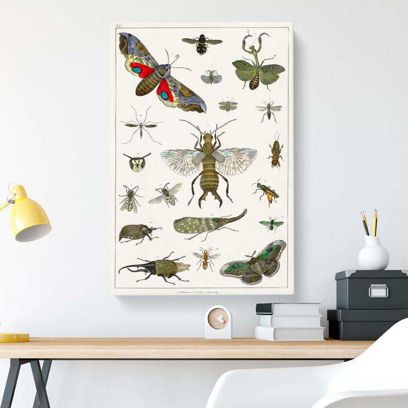 Various Insects by Oliver Goldsmith - Wrapped Canvas, 76cm H x 50cm W x 3cm D