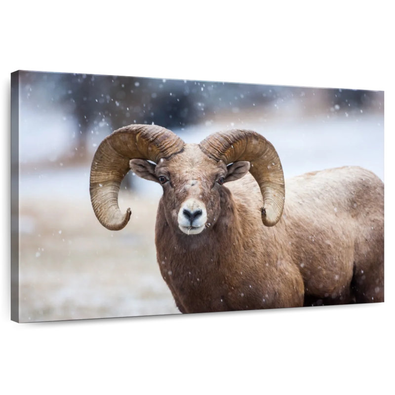 Brampt Bighorn Sheep, 8" H x 12" W