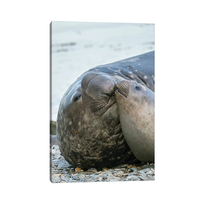 Southern Elephant Seal Bull and Female on Beach 1 Piece Wrapped Canvas Wall Art, 20.32 cm H x 30.48 cm W