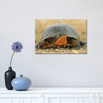 " Endangered Blanding Turtle " by Brian Wolf