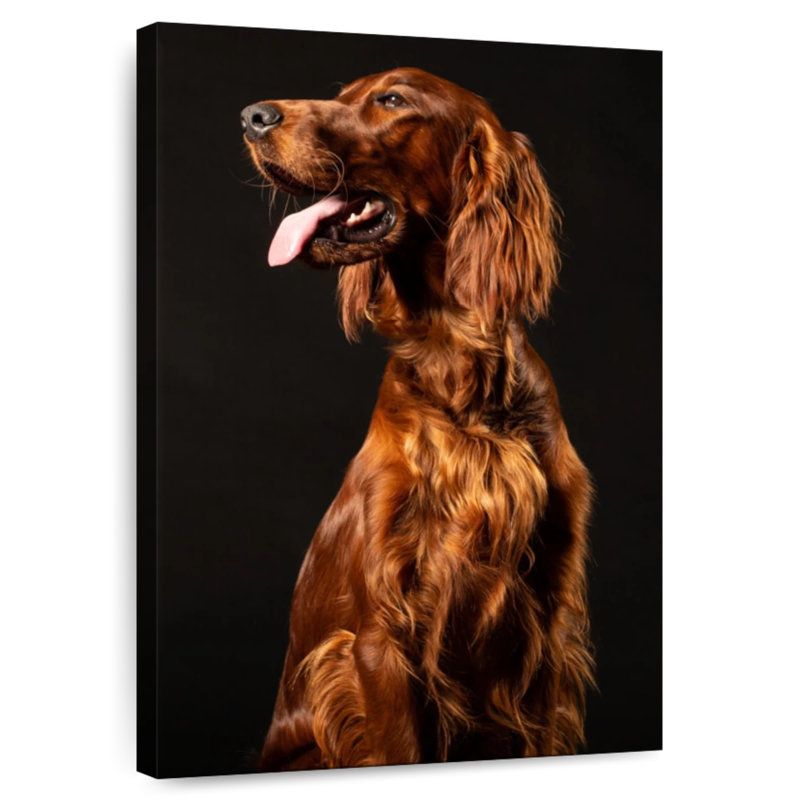 Brampt Irish Setter Dog, 24" H x 16" W