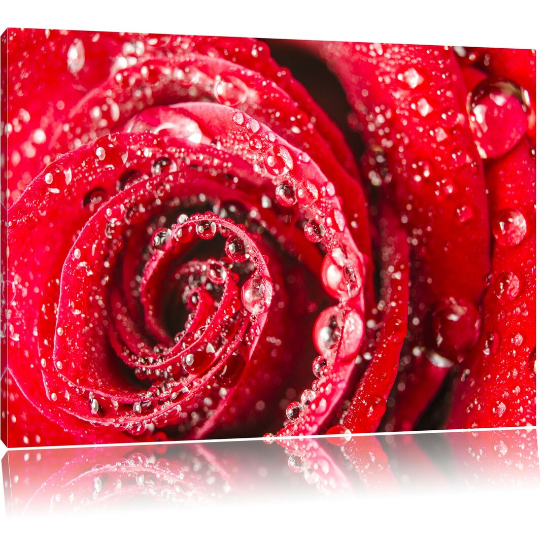 Leinwandbild Rose mit Wassertropfen