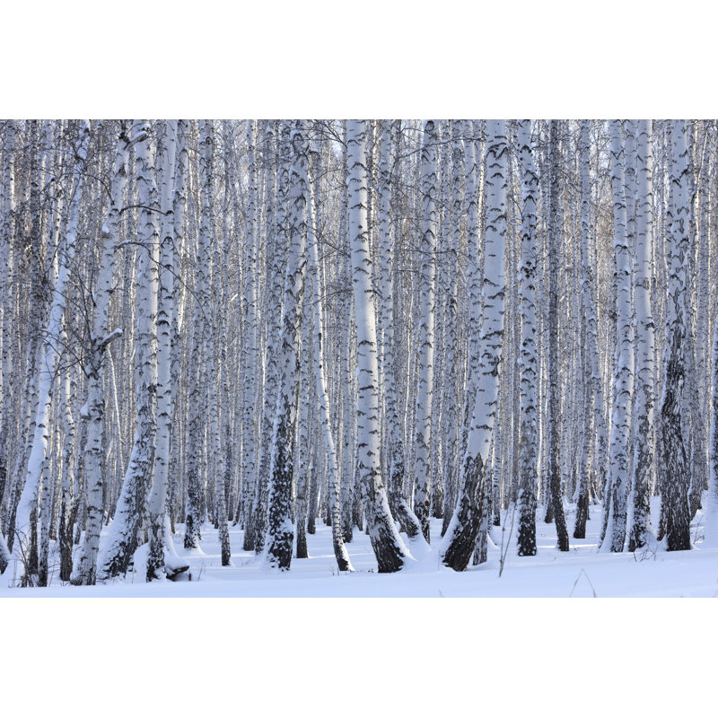 Winter Birch Forest by Dmitry_7 - Wrapped Canvas Print, 61cm H x 91cm W x 3.8cm D