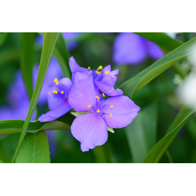 Spiderwort Purple by 49pauly - Wrapped Canvas Print