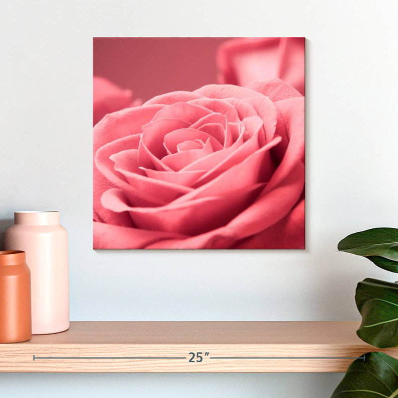 Macro rose Harnek, H 16 po x l 16 po