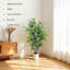 120cm Plant