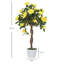 Rose Arrangement in Pot-1630538455