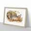Grey Fox by J.W. Audubon - Picture Frame Painting Print-55608826-55608827