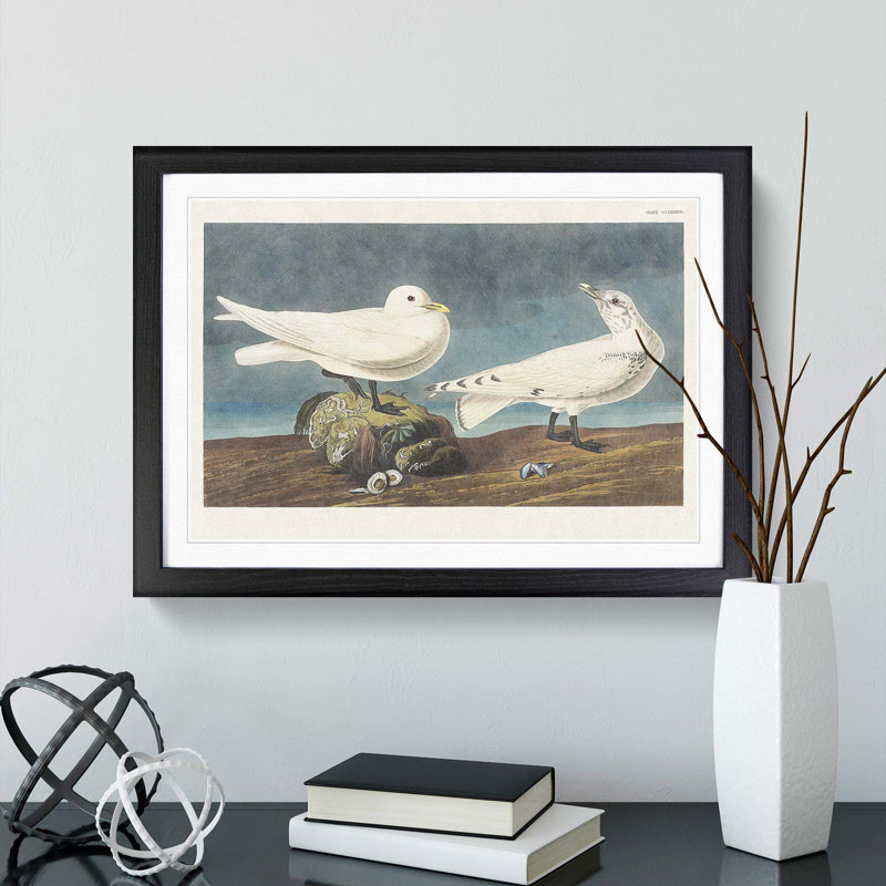 Ivory Gull by John Audubon - Framed Print, Black Framed, 48cm H x 65cm W x 2cm D