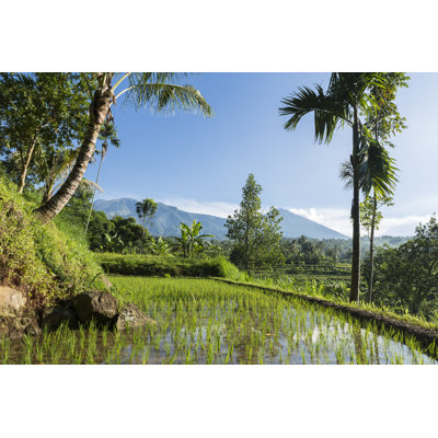 Rice Field Facing by Joakimbkk