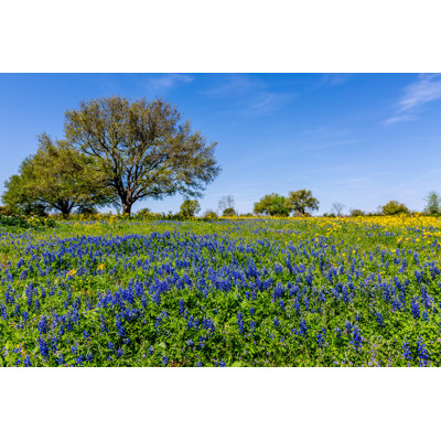 Field Blanketed With A Variety Of Texas Wildflowers by Richard McMillin - Wrapped Canvas Print