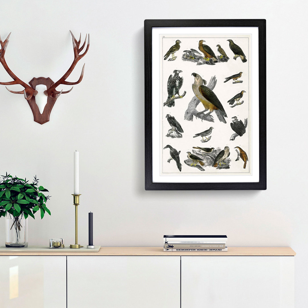 Birds of Prey XX by Oliver Goldsmith - Picture Frame Painting Print