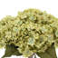 Hortensia-57810851