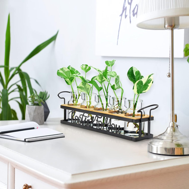Les stations de propagation de plantes, pour les amateurs de plantes qui ramassent pour vous des pots de vases de boutures hydroponiques