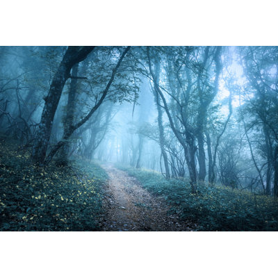 Kildare Mysterious Dark Forest In Spring - Photographie sur toile tendue