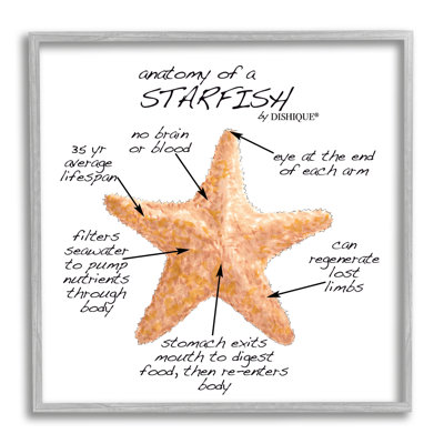 «Anatomy Of Starfish Sea Life»