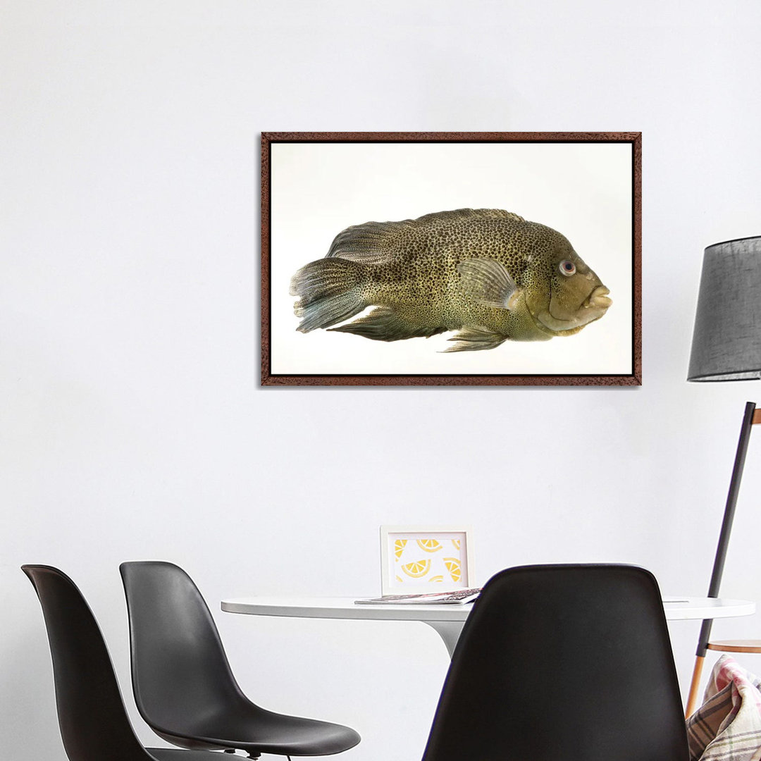 A Sinaloan Cichlid At The Arizona Sonora Desert Museum von Joel Sartore - Galerie-verpackte Leinwand Giclée auf Leinwand