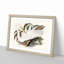 Australian Egret by Elizabeth Gould - Single Picture Frame Painting-55456810-55456813