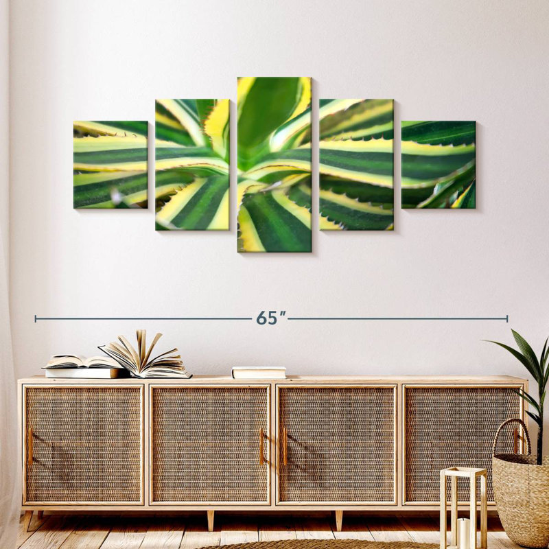 Agave pur, H 24 po x l 55 po
