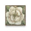 «Southern Belle» par Stellar Design Studio, reproduction d'art-129009017-129009020-129009027