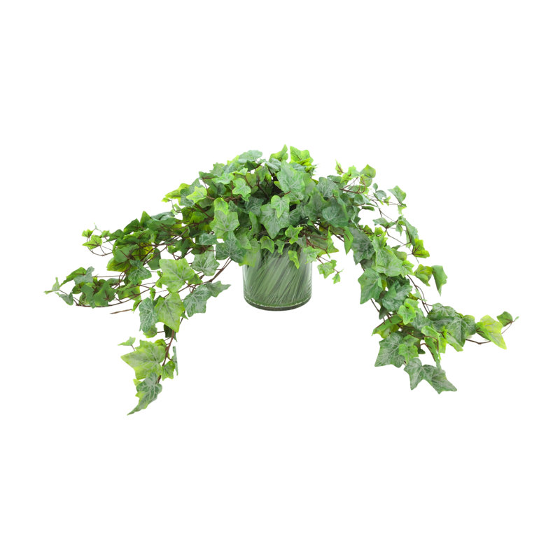 Ivy In Glass Vase With Grass