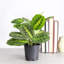 Live Lemon Lime Prayer Plant