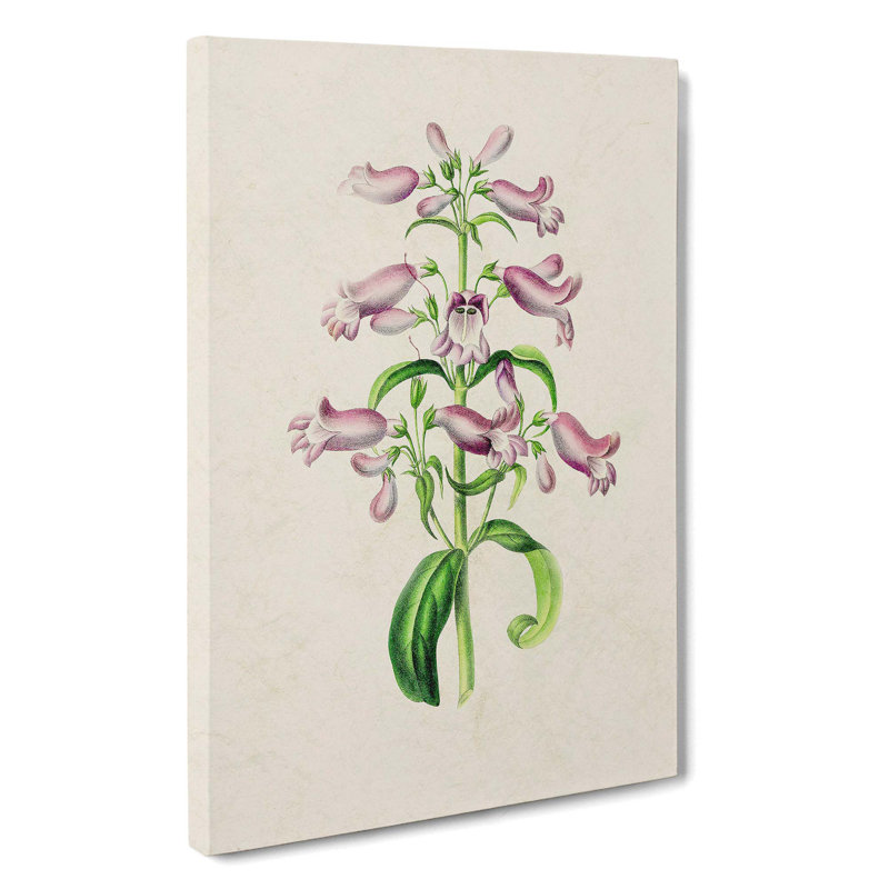Purple Beardtongue Flower Illustration - Wrapped Canvas, 50cm H x 35cm W x 3cm D