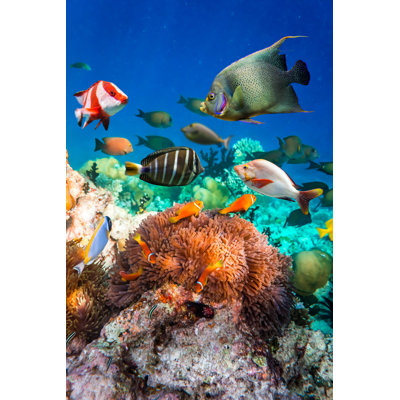 " Anemonefish " by Cookelma