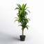 Larson 48'' Faux Dracaena Plant in Planter