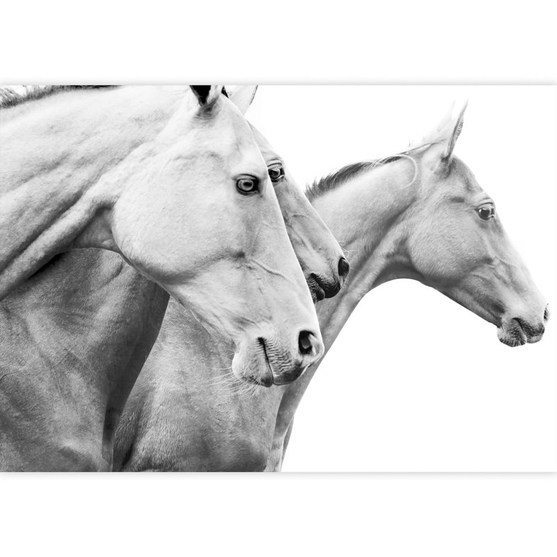 Grand papier peint auto-adhésif Purebred Horses, L 66 po x l 96 po