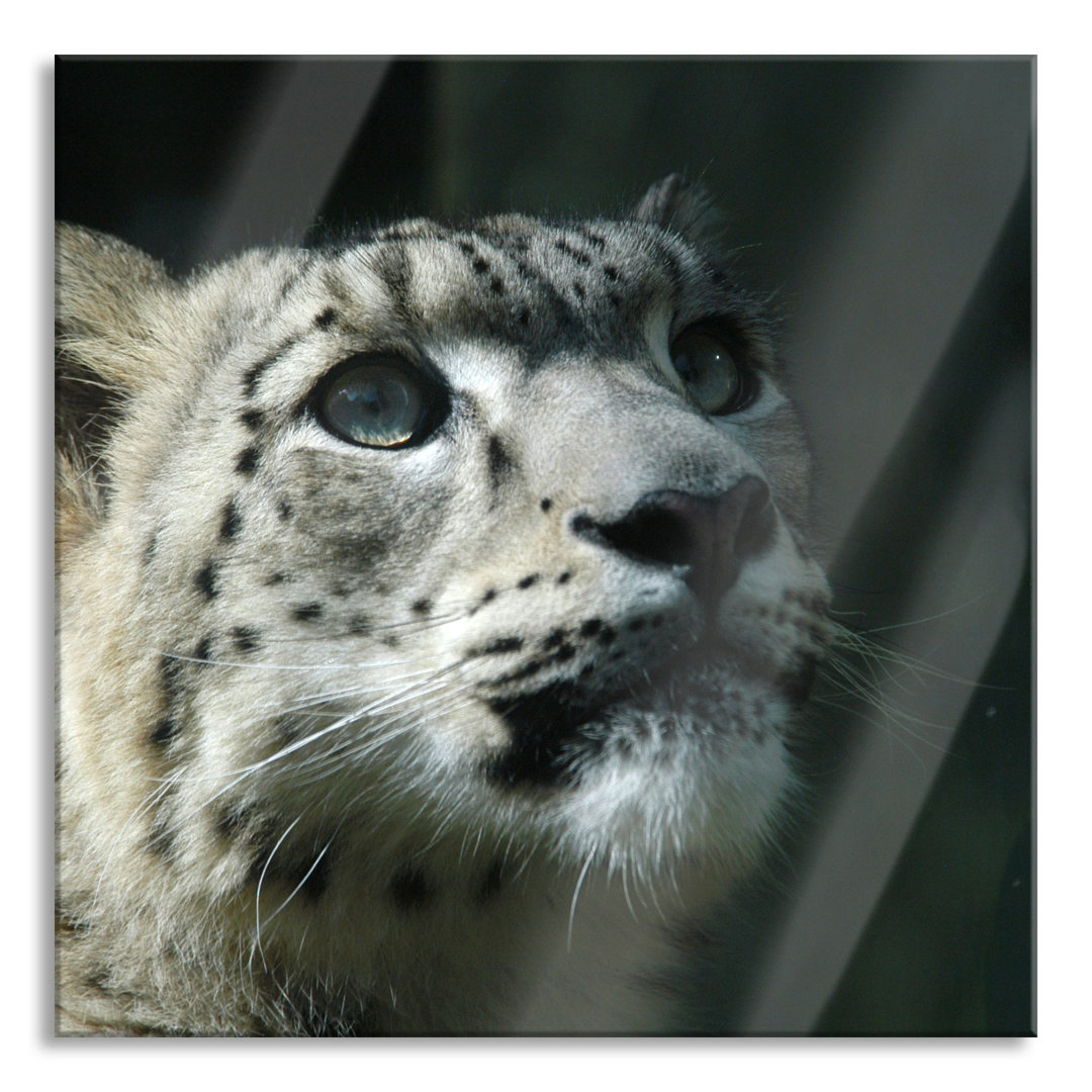 Glasbild Leopard