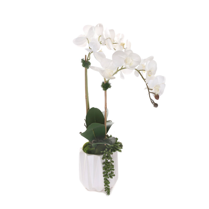 Real Touch Phalaenopsis Orchids with Succulent in White Dimensional Pot
