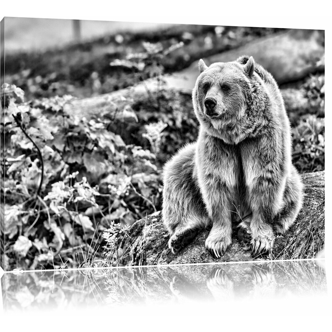 Leinwandbild Niedlicher Grizzlybär auf Stein in Monochrom