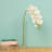 Orchid Arrangement-711824614