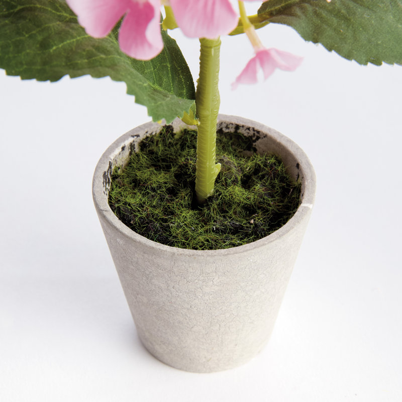 Ensemble de 4 mini pots hydrostatiques 8 po, Rose