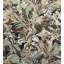 Invicta Botanical Dream Fabric-78978908