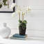Conservatory Phalaenopsis Drop-in-1276761637