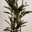 120Cm Faux Real Touch Red Dracaena Tree