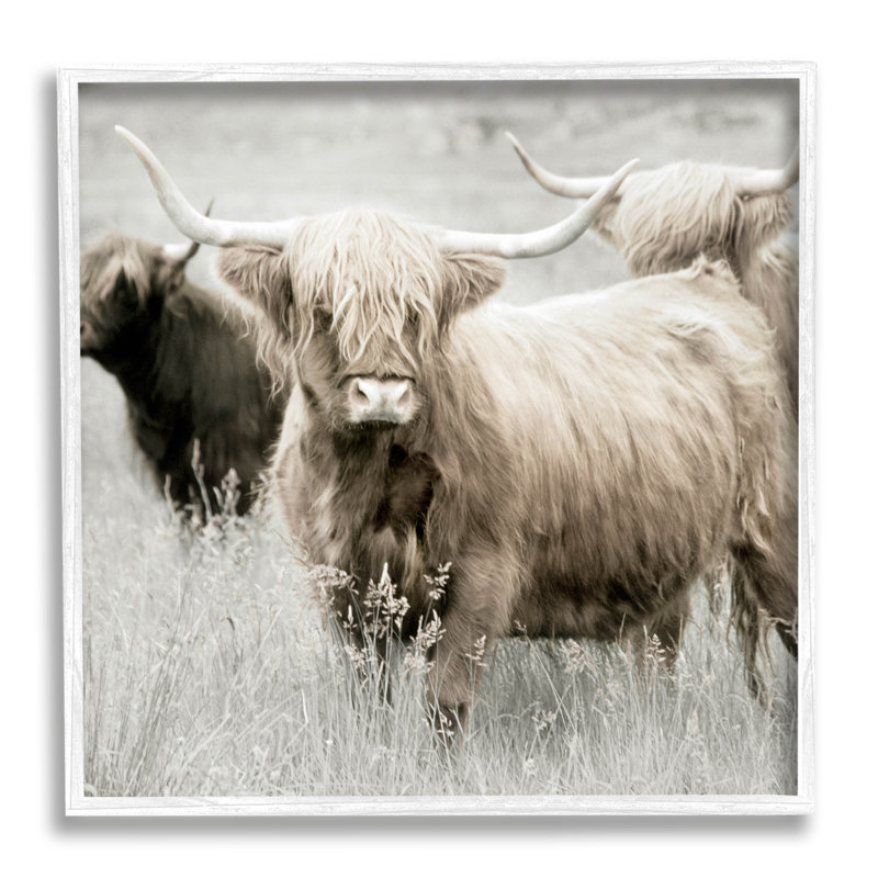 Bouvier Highland par Danita Delimont - photographie sur bois, H 17 po x l 17 po x P 1,5 po, Giclée encadrée blanc bord de mer