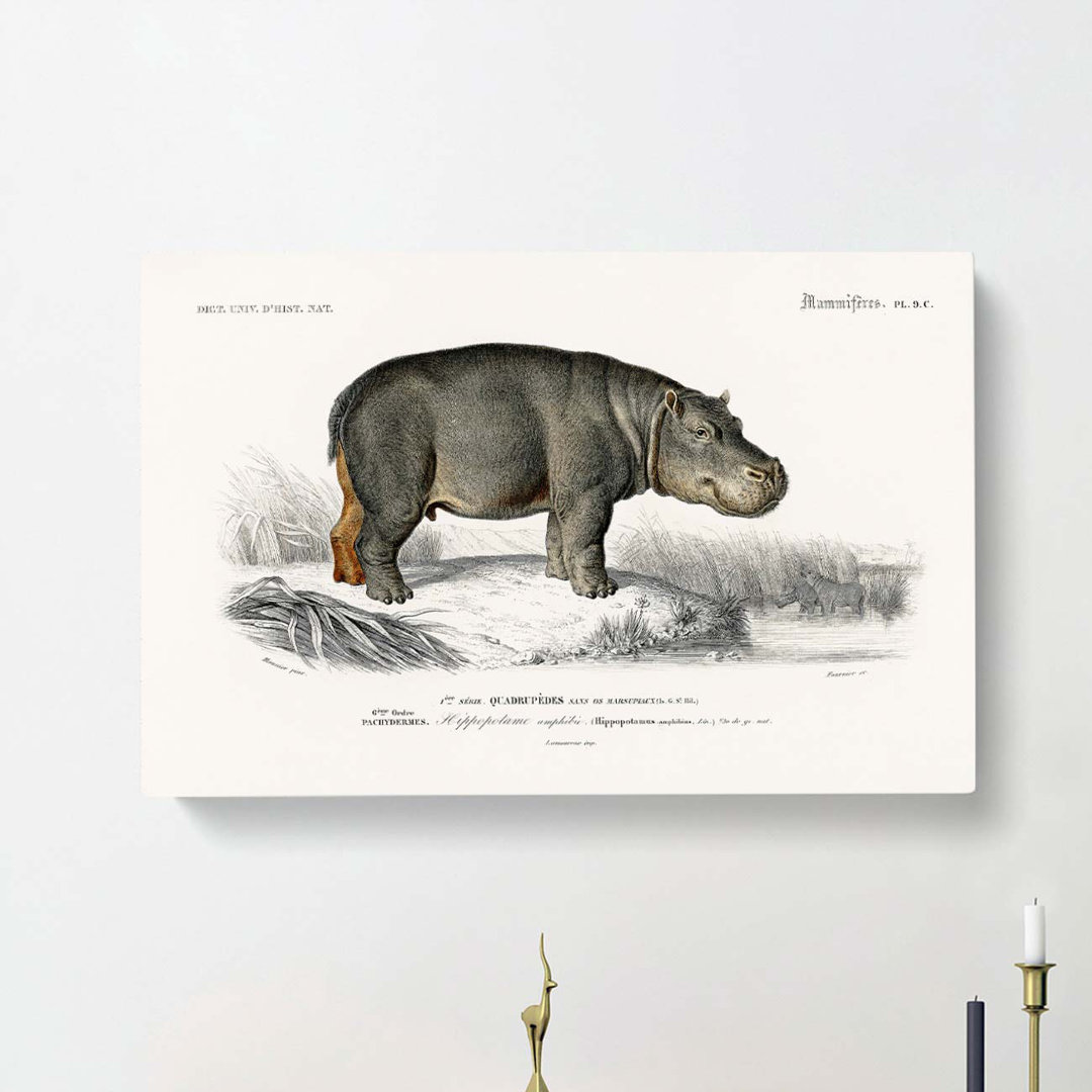 Hippopotamus Illustration by Charles D' Orbigny - Wrapped Canvas