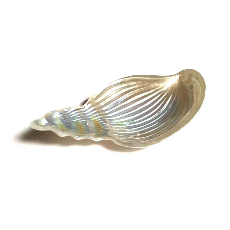 Plateau de coquillage conch, Blanc
