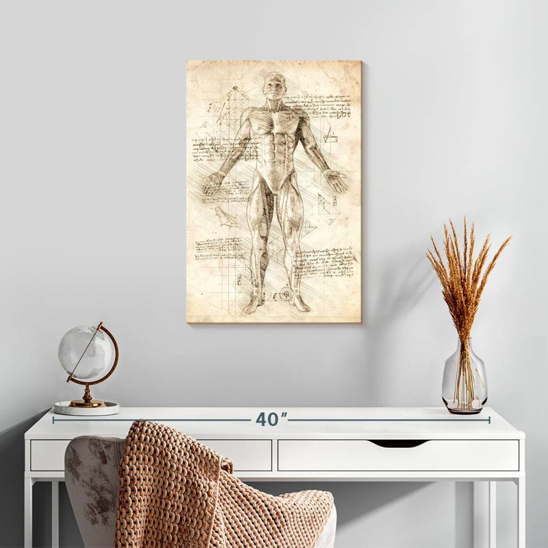 Keiri Human Muscles Anatomy, 24" H x 16" W