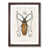 Walnut Framed