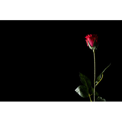Rose rouge - photographie sur toile tendue