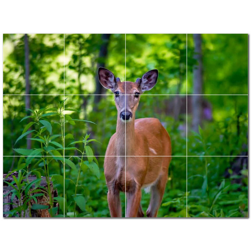 Cerf photo 6 x 6