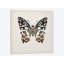« papillon study ii », impression sur toile-29480724-73651498-73651503